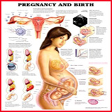 Female Anatomy