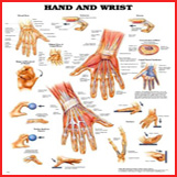 Medical Joint