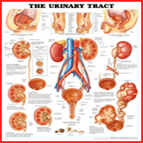 Urinary