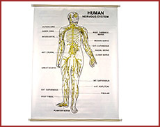 Chart of Human Nevous System